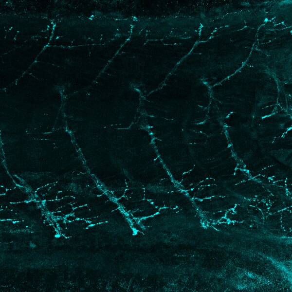 IF of a zebrafish neuromuscular junction labeled with DSHB antibody SV2 against Synaptic vesicle glycoprotein 2A. PMID: 41854242, Figure 4A.